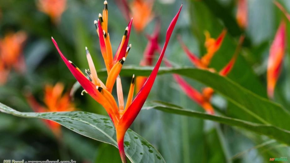 HELICÔNIA PAPAGAIO (Heliconia psittacorum) Imagem HELICÔNIA PAPAGAIO (Heliconia psittacorum)