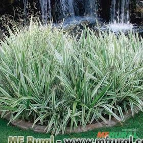 Dionela (Dianella tasmanica) Imagem Dionela (Dianella tasmanica)