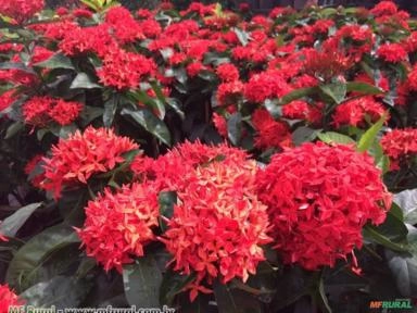 IXÓRIA MIDI (Ixora coccinea) Imagem IXÓRIA MIDI (Ixora coccinea)
