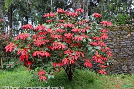 Bico de Papagaio ou Poinsétia (Euphorbia pulcherrima) Imagem Bico de Papagaio ou Poinsétia (Euphorbia pulcherrima)