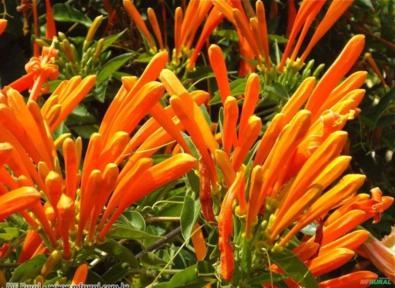 Cipó de São João (Pyrostegia venusta) Imagem Cipó de São João (Pyrostegia venusta)