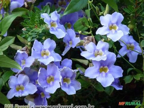TUMBÉRGIA TREPADEIRA (thunbergia grandiflora) Imagem TUMBÉRGIA TREPADEIRA (thunbergia grandiflora)