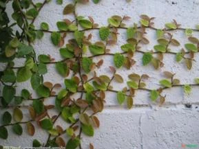 UNHA DE GATO (ficus pumila)