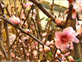 CEREJEIRA JAPONESA (Prunus campanulata)