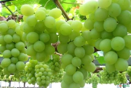 Uva Sem Semente (Vitis vinifera L.) Imagem Uva Sem Semente (Vitis vinifera L.)