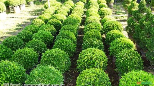 Buxinho Bola (Buxus sempervirens) Imagem Buxinho Bola (Buxus sempervirens)
