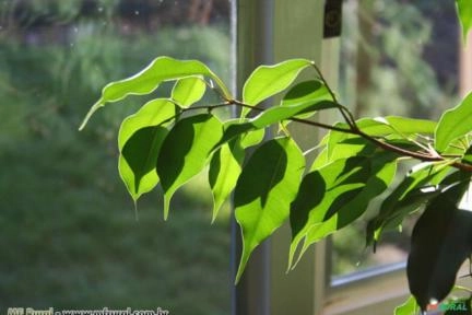 Figueira (Ficus Benjamim) Imagem Figueira (Ficus Benjamim)