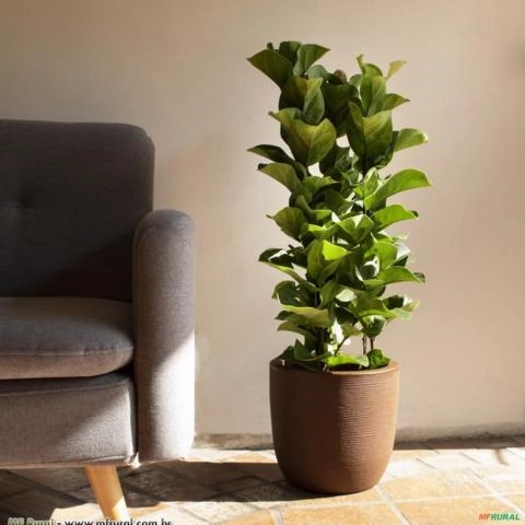 Ficus Lira (Ficus lyrata) Imagem Ficus Lira (Ficus lyrata)