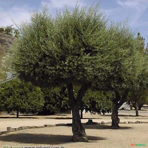 Oliveira (Olea europaea L.) Imagem Oliveira (Olea europaea L.)