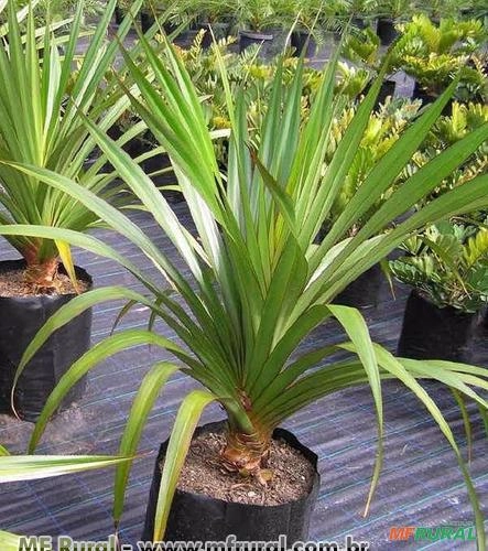 Pandanus (Pandanus utilis) Imagem Pandanus (Pandanus utilis)