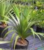 Pandanus (Pandanus utilis) Imagem Pandanus (Pandanus utilis)