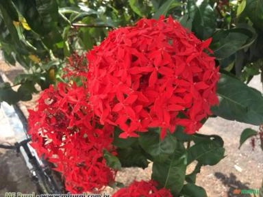 Ixora Rei (Ixora macrothyrsa) Imagem Ixora Rei (Ixora macrothyrsa)