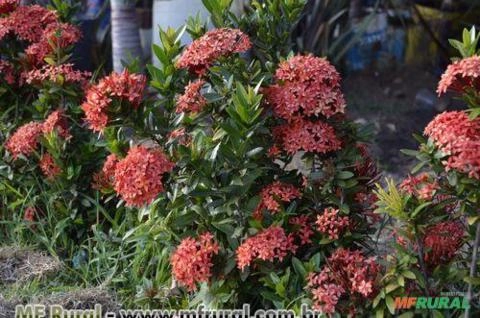 Mini Ixora (Ixora coccinea ´compacta´) Imagem Mini Ixora (Ixora coccinea ´compacta´)