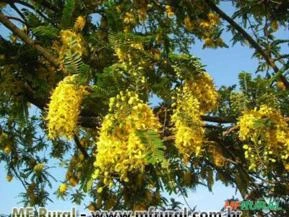 Chuva de Ouro (Cassia ferruginea)