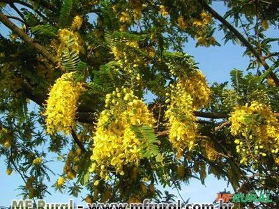Chuva de Ouro (Cassia ferruginea) Imagem Chuva de Ouro (Cassia ferruginea)