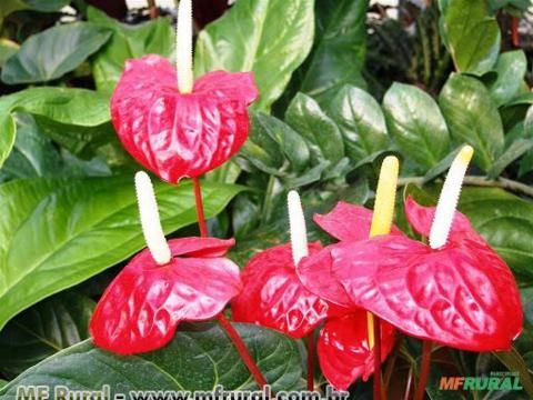 Antúrio (Anthurium andraeanum) Imagem Antúrio (Anthurium andraeanum)