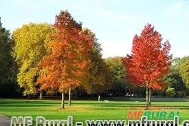 Liquidâmbar (Liquidambar styraciflua) Imagem Liquidâmbar (Liquidambar styraciflua)