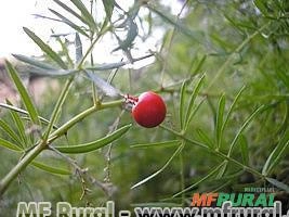 Aspargo Alfinete (Aspargus densiflorus `Sprengeri´) Imagem Aspargo Alfinete (Aspargus densiflorus `Sprengeri´)