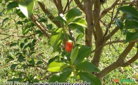CEREJA DO RIO GRANDE (Eugenia involucrata) Imagem CEREJA DO RIO GRANDE (Eugenia involucrata)
