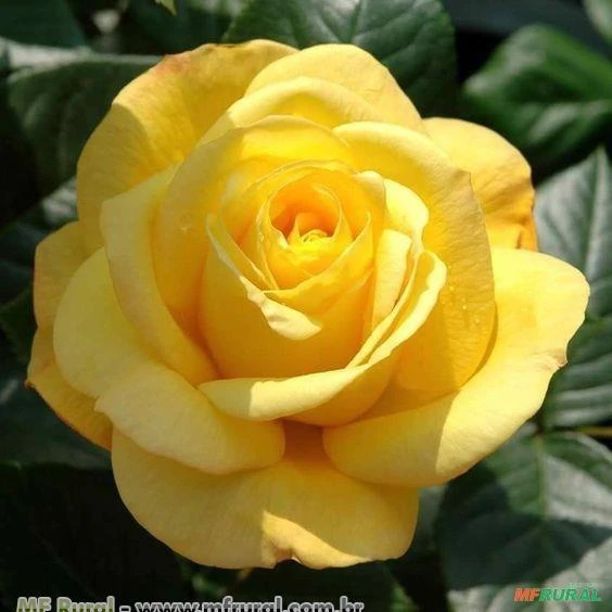 ROSA AMARELA (Rosa grandiflora) 