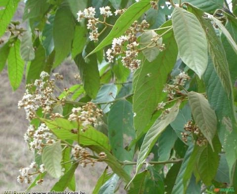 Canela-Amarela (Nectandra lanceolata) Imagem Canela-Amarela (Nectandra lanceolata)