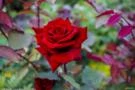ROSA VERMELHA (Rosa grandiflora)