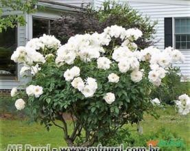 ROSA BRANCA (Rosa grandiflora)