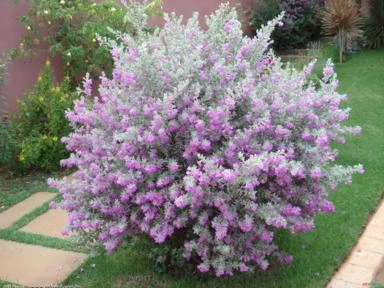 CHUVA DE PRATA - LEUCOFILO (Leucophyllum frutescens)  Imagem CHUVA DE PRATA - LEUCOFILO (Leucophyllum frutescens)