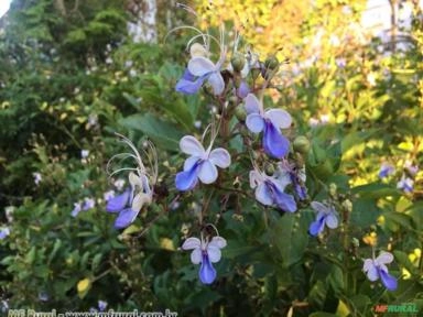 Flor Borboleta (Rotheca myricoides) Imagem Flor Borboleta (Rotheca myricoides)
