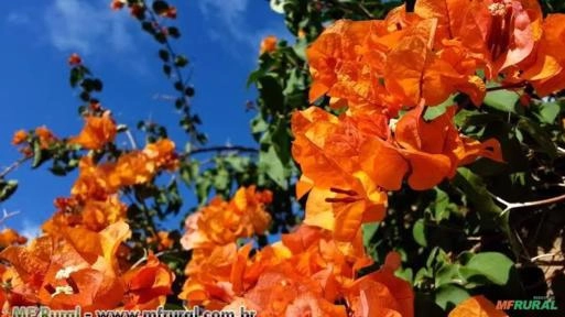Primavera Laranja (Bougainvillea spectabilis) Imagem Primavera Laranja (Bougainvillea spectabilis)
