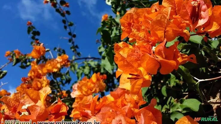 Primavera Laranja (Bougainvillea spectabilis)