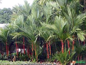 Palmeira Laca Vermelha (Cyrtostachys renda)