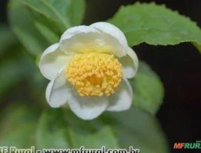 Chá Preto ou Chá da Índia (Camellia sinensis)