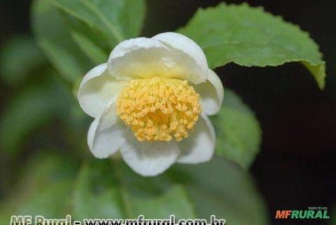 Chá Preto ou Chá da Índia (Camellia sinensis) Imagem Chá Preto ou Chá da Índia (Camellia sinensis)