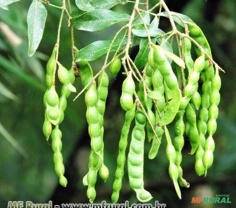 Ingá Mirim (Inga marginata) Imagem Ingá Mirim (Inga marginata)