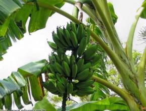 Banana Maçã (Musa x paradisíaca)
