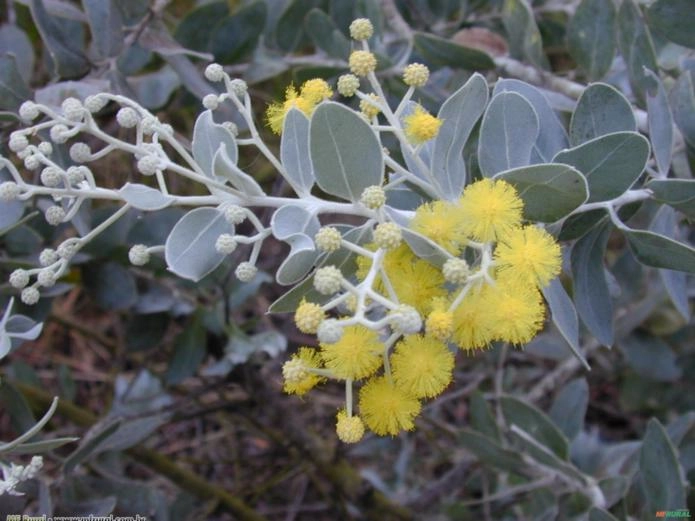 Cássia Mimosa (Acacia podalyriifolia) Imagem Cássia Mimosa (Acacia podalyriifolia)