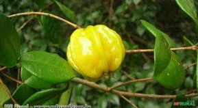 Pitangatuba (Eugenia neonitida)