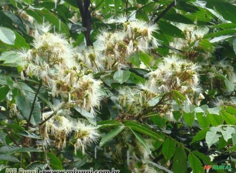 Ingá (Inga edulis) Imagem Ingá (Inga edulis)