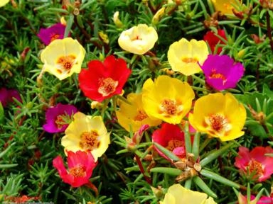 Onze Horas (Portulaca grandiflora) Imagem Onze Horas (Portulaca grandiflora)