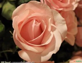 Rosa Salmão (Rosaxgrandiflora)