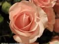 Rosa Salmão (Rosaxgrandiflora)