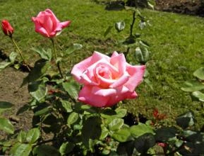 Rosa Pink (Rosaxgrandiflora)