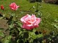 Rosa Pink (Rosaxgrandiflora)