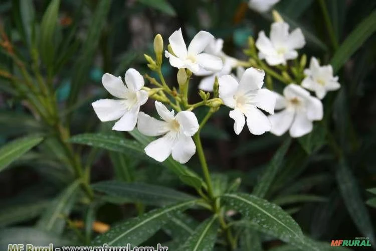 Espirradeira Branca (Nerium oleander) 