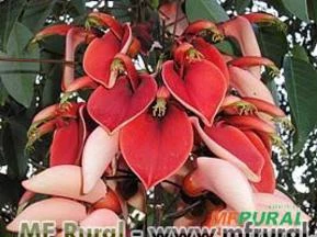 Corticeira (Erythrina crista-galli)