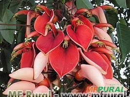 Corticeira (Erythrina crista-galli) Imagem Corticeira (Erythrina crista-galli)