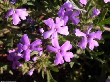 Mini Verbena (Glandularia tenera Spreng.) Imagem Mini Verbena (Glandularia tenera Spreng.)