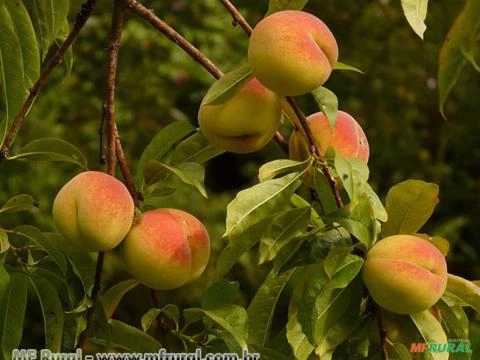 Pêssego (Prunus persica) Imagem Pêssego (Prunus persica)