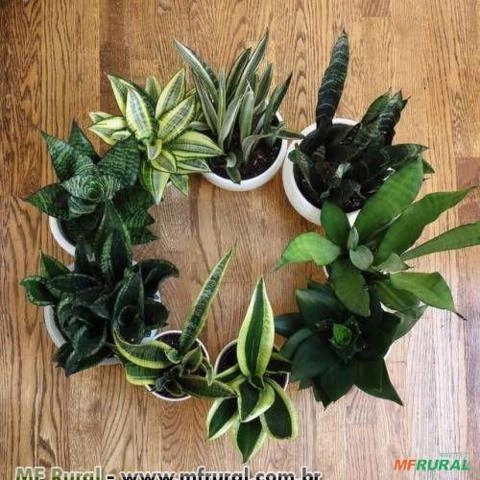 Espadinha Verde (Sansevieria trifasciata) Imagem Espadinha Verde (Sansevieria trifasciata)